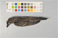 藏品(輝椋鳥)的圖片